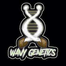 Picture for manufacturer Wavy Genetics