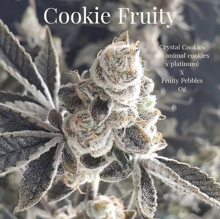 Picture of Cookie Fruity 13 Regular Seeds