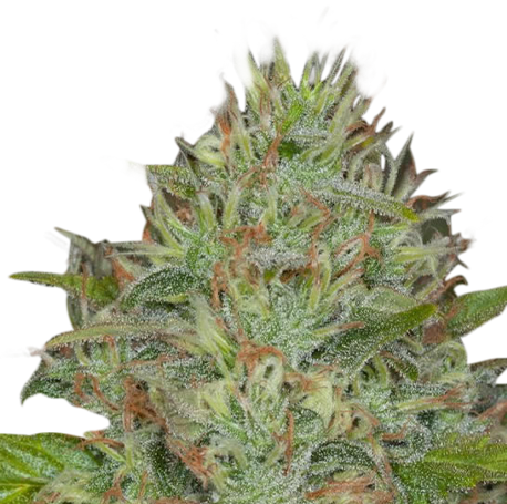 Picture for category Regular Seeds