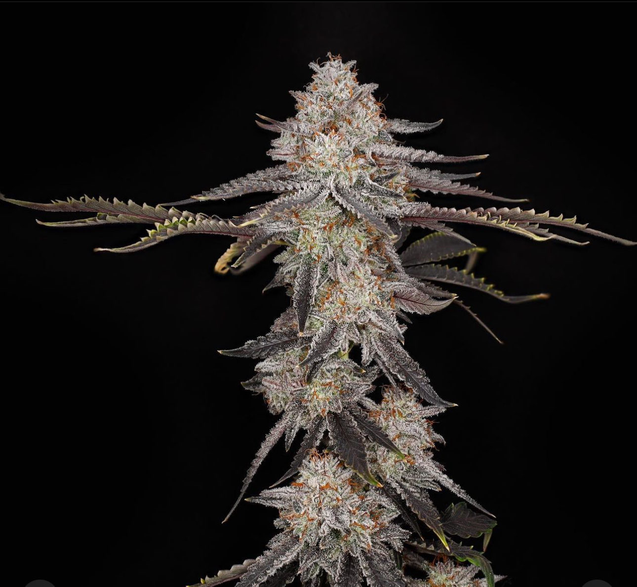 Picture of Mood Swing 12 Regular Seeds