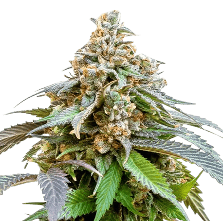 Picture for category Auto Flower Seeds