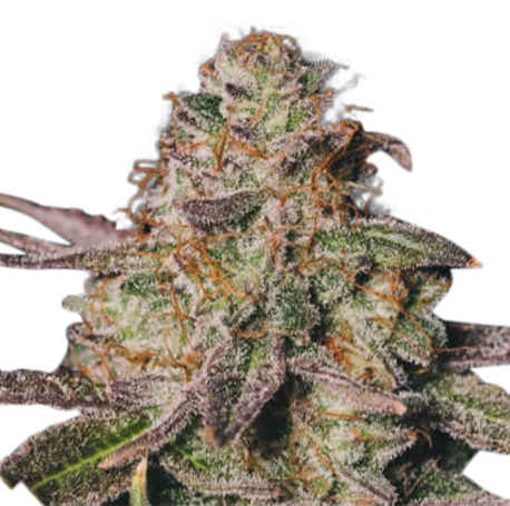 Picture for category CBD Seeds